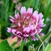 Trifolium wormskioldii - Photo (c) James Fowler, כל הזכויות שמורות, הועלה על ידי James Fowler