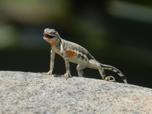 Greater Earless Lizard