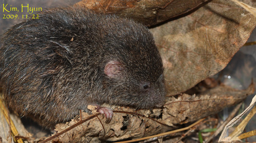 Mandarin vole (Lasiopodomys mandarinus) — Least Concern Mammalia