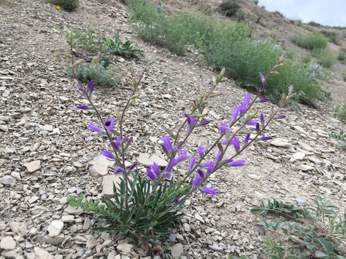 Campanula ptarmicifolia