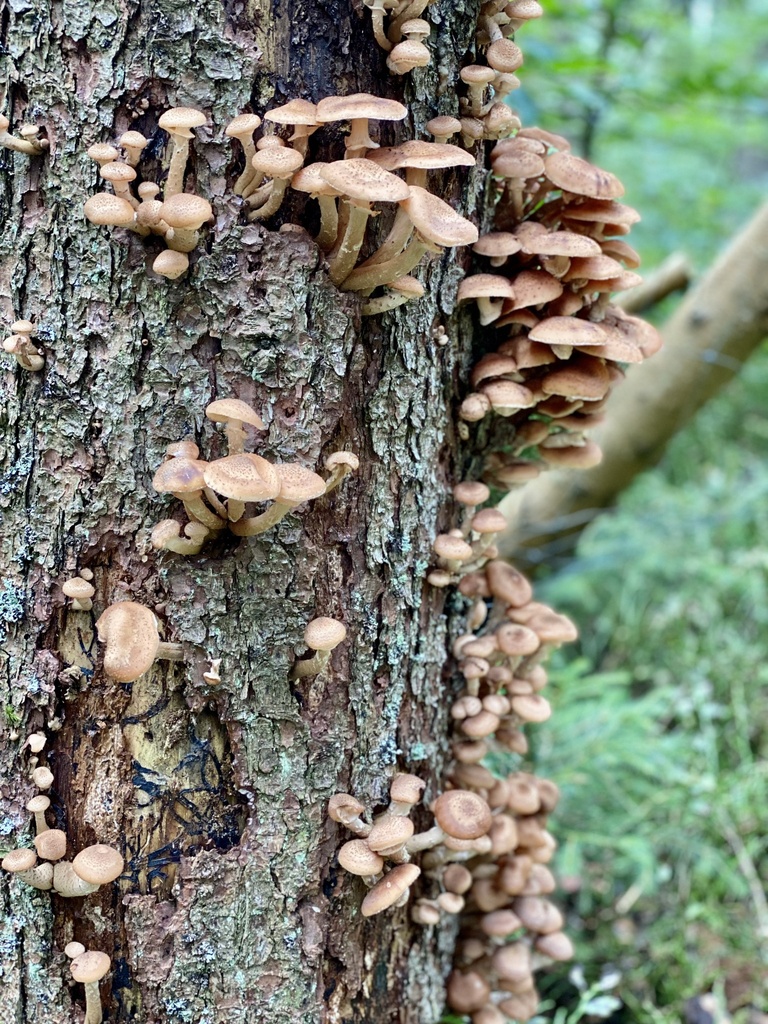 honey mushrooms from Frymburk, Jihočeský, CZ on September 19, 2021 at ...