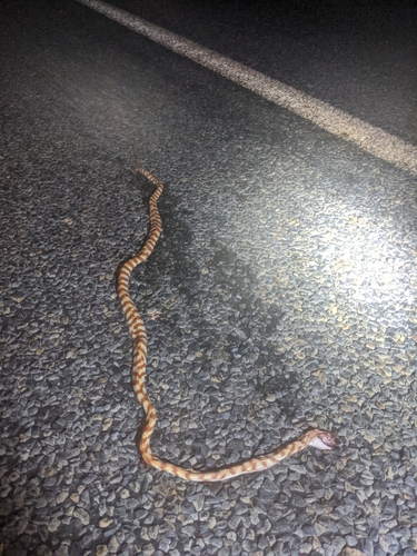 Brown Tree Snake sighting