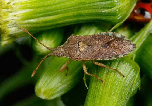 How to identify Althos obscurator (Fabricius, 1803)