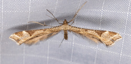 iNaturalist observation photo of Platyptilia