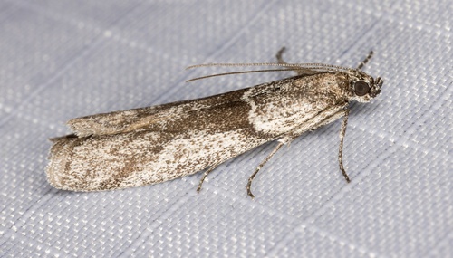 iNaturalist observation photo of Knot-horn Moths