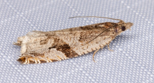 iNaturalist observation photo of Olethreutine Leafroller Moths