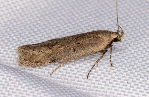 iNaturalist observation photo of Twirler Moths
