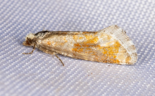 iNaturalist observation photo of Pine Tip Moths