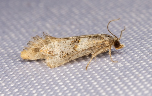 iNaturalist observation photo of Bagworms, Clothes Moths, and Allies