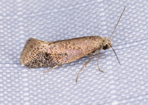 iNaturalist observation photo of Tridentaforma fuscoleuca