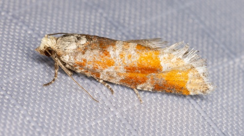 iNaturalist observation photo of Pine Tip Moths