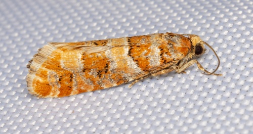 iNaturalist observation photo of Pine Coneborer and Shoot-Borer Moths