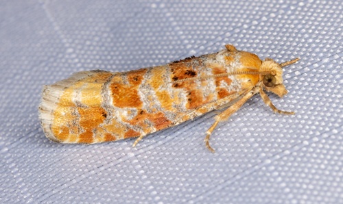 iNaturalist observation photo of Eucosmini