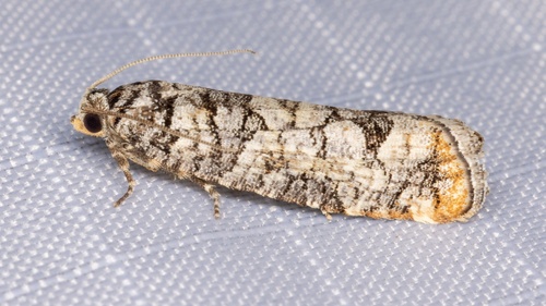iNaturalist observation photo of Douglas-fir Cone Moth