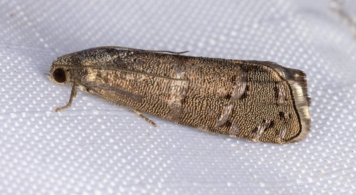 iNaturalist observation photo of Ponderosa Pine Seedworm Moth