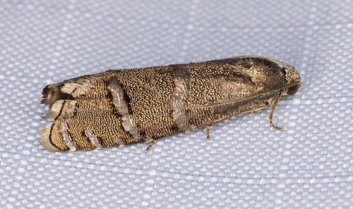 iNaturalist observation photo of Ponderosa Pine Seedworm Moth