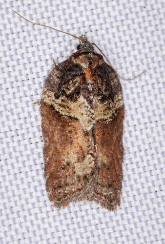 iNaturalist observation photo of Acleris pulverosana