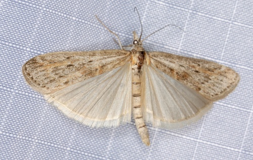 iNaturalist observation photo of Knot-horn Moths