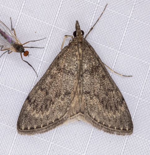 iNaturalist observation photo of Dusky Saucrobotys Moth