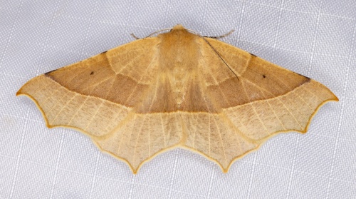 iNaturalist observation photo of Slant-Lines