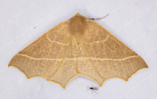 iNaturalist observation photo of Elegant Thorn