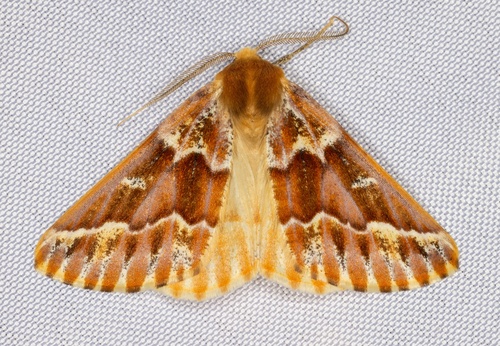 iNaturalist observation photo of Western Conifer Looper