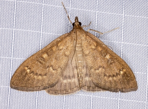 iNaturalist observation photo of Mecyna mustelinalis