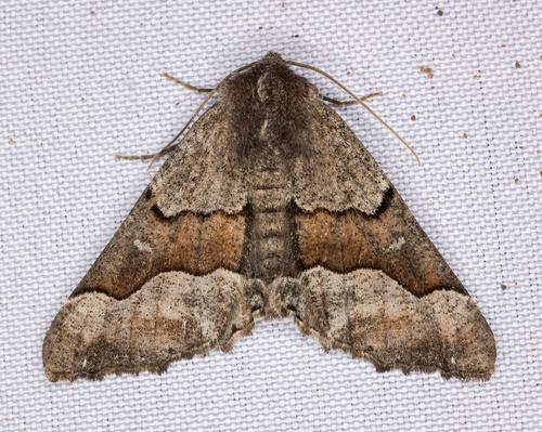 iNaturalist observation photo of Pero Moths