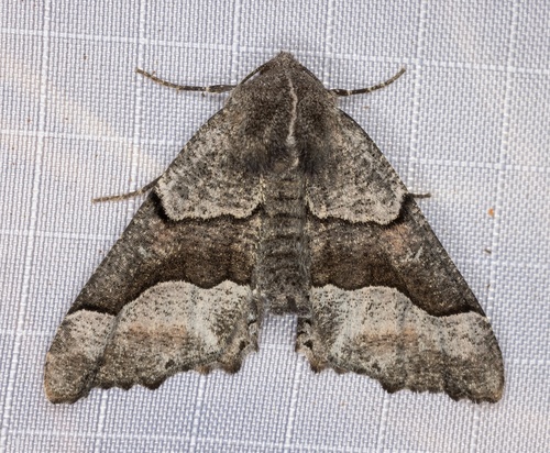 iNaturalist observation photo of Pero Moths