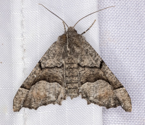 iNaturalist observation photo of Pero Moths
