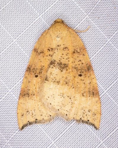 iNaturalist observation photo of Drepanulatrix falcataria