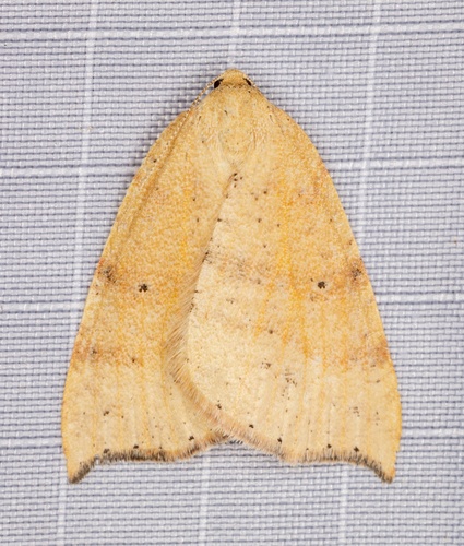 iNaturalist observation photo of Drepanulatrix falcataria