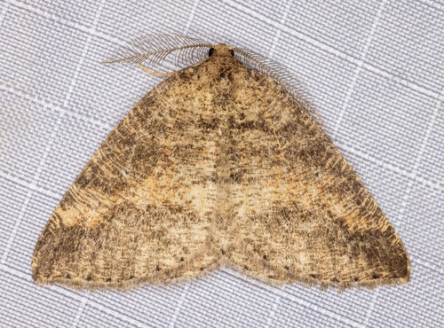 iNaturalist observation photo of Drepanulatrix
