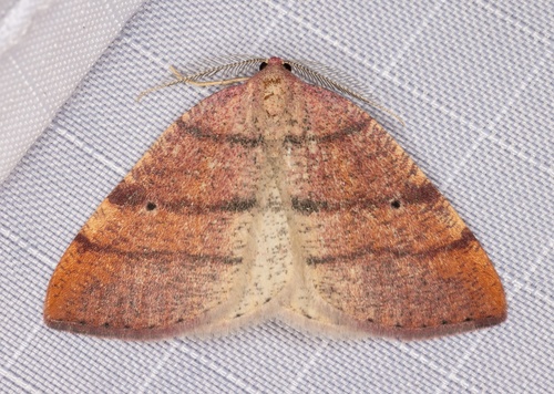 iNaturalist observation photo of Drepanulatrix carnearia