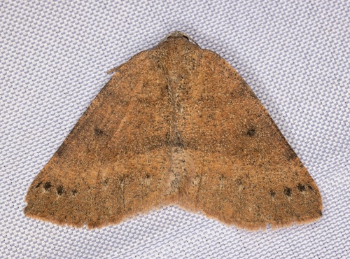 iNaturalist observation photo of Drepanulatrix hulstii
