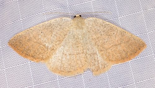 iNaturalist observation photo of Eudrepanulatrix rectifascia