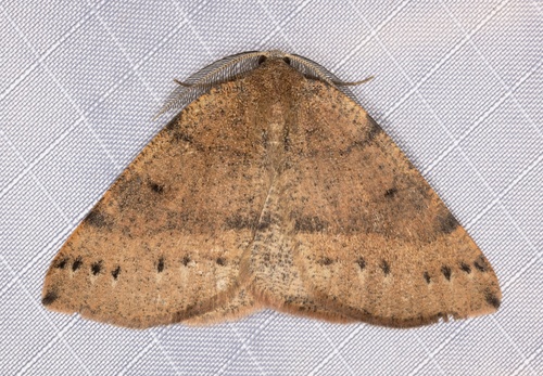 iNaturalist observation photo of Drepanulatrix hulstii