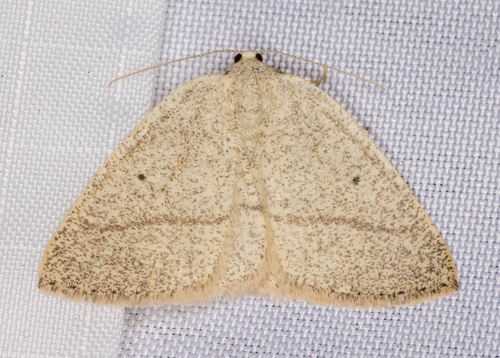 iNaturalist observation photo of Eudrepanulatrix rectifascia