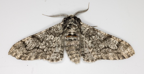 iNaturalist observation photo of Peppered Moth
