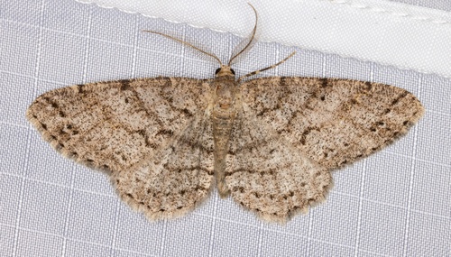 iNaturalist observation photo of Western Carpet