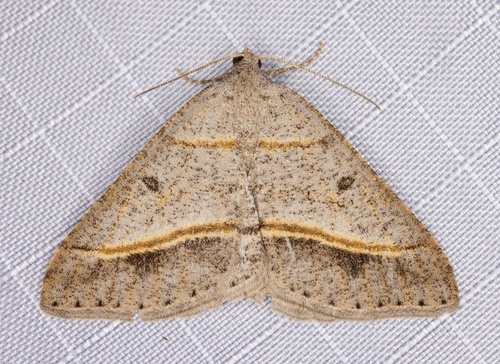 iNaturalist observation photo of Dark-bordered Granite