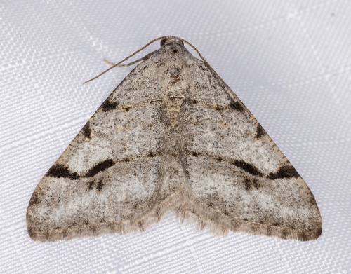 iNaturalist observation photo of Six-spotted Digrammia
