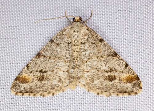 iNaturalist observation photo of Pale-marked Angle