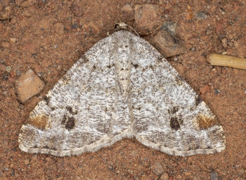 iNaturalist observation photo of Pale-marked Angle