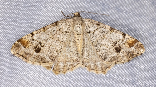 iNaturalist observation photo of Pale-marked Angle