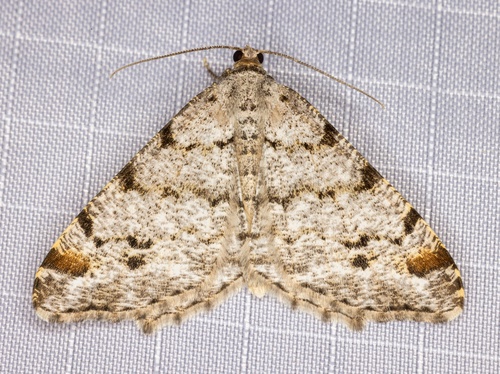 iNaturalist observation photo of Pale-marked Angle