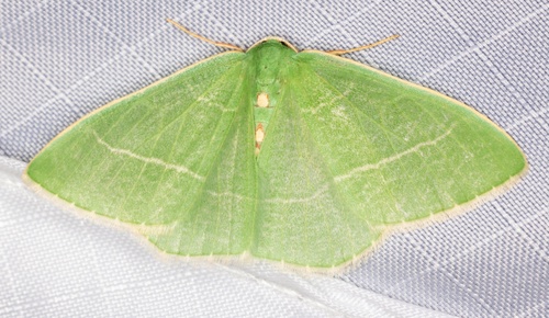 iNaturalist observation photo of Nemoria glaucomarginaria