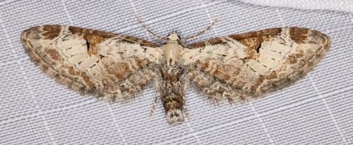 iNaturalist observation photo of Eupithecia nevadata