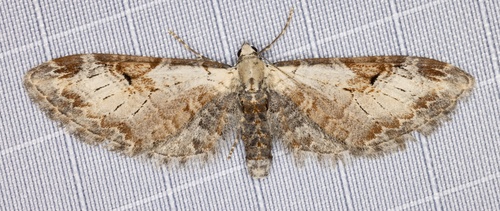 iNaturalist observation photo of Eupithecia nevadata