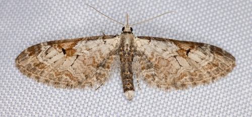 iNaturalist observation photo of Eupithecia nevadata